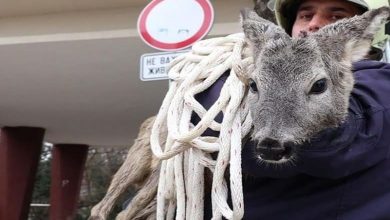 Спасиха сърничка в Благоевград 9 Спасиха сърничка в Благоевград