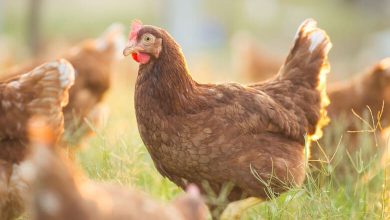 БАБХ регистрира огнище на Инфлуенца по птиците в България