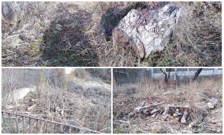 изсечени дървета в държавни имоти