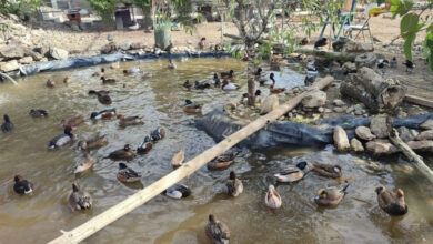 Птичи рай