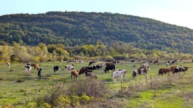 в Елин Пелин застрашават 200 декара общински пасища