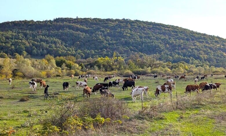 в Елин Пелин застрашават 200 декара общински пасища