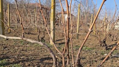 Трифон Зарезан 2025 в село Горан